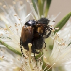 Phyllotocus navicularis (Nectar scarab) at Illilanga & Baroona - 23 Dec 2018 by Illilanga