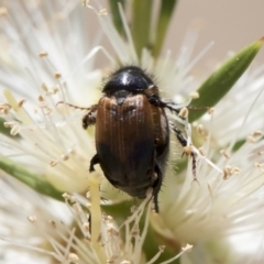 Phyllotocus navicularis at Michelago, NSW - 23 Dec 2018