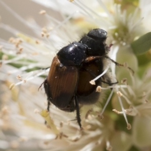 Phyllotocus navicularis at Michelago, NSW - 23 Dec 2018