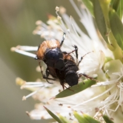 Phyllotocus navicularis at Michelago, NSW - 23 Dec 2018