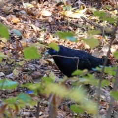 Ptilonorhynchus violaceus (Satin Bowerbird) at Deakin, ACT - 14 May 2020 by JackyF