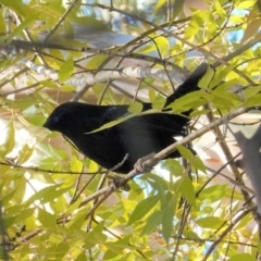 Ptilonorhynchus violaceus at Deakin, ACT - 14 May 2020