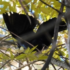 Ptilonorhynchus violaceus at Deakin, ACT - 14 May 2020