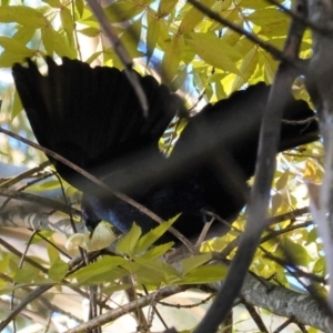 Ptilonorhynchus violaceus at Deakin, ACT - 14 May 2020