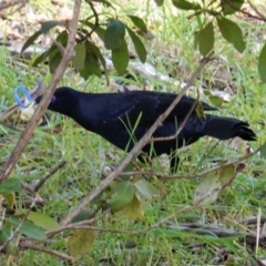 Ptilonorhynchus violaceus at Deakin, ACT - 14 May 2020