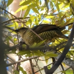 Ptilonorhynchus violaceus at Deakin, ACT - 14 May 2020