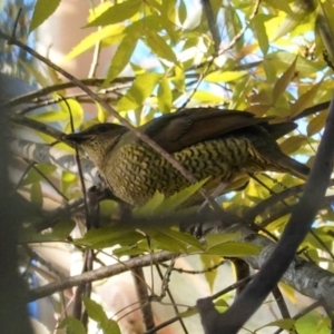 Ptilonorhynchus violaceus at Deakin, ACT - 14 May 2020