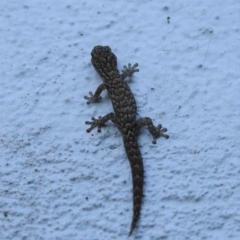 Christinus marmoratus (Southern Marbled Gecko) at Hughes, ACT - 14 May 2020 by JackyF