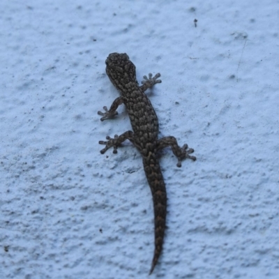 Christinus marmoratus (Southern Marbled Gecko) at Hughes, ACT - 14 May 2020 by JackyF