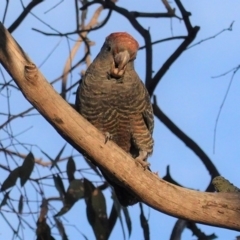 Callocephalon fimbriatum (Gang-gang Cockatoo) at Hughes Grassy Woodland - 12 May 2020 by JackyF