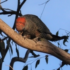 Callocephalon fimbriatum at Hughes, ACT - suppressed