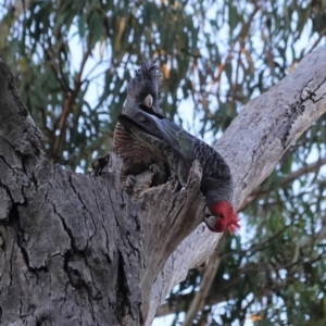 Callocephalon fimbriatum at Hughes, ACT - 13 May 2020