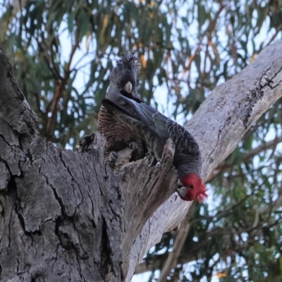 Callocephalon fimbriatum (Gang-gang Cockatoo) at Red Hill to Yarralumla Creek - 13 May 2020 by JackyF