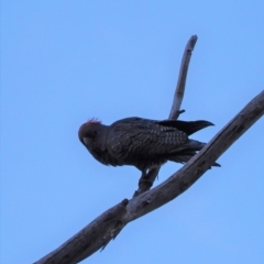 Callocephalon fimbriatum at Hughes, ACT - 13 May 2020