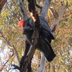 Callocephalon fimbriatum at Hughes, ACT - 13 May 2020