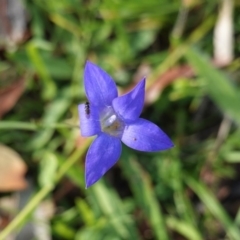 Wahlenbergia capillaris (Tufted Bluebell) at Hughes, ACT - 14 May 2020 by JackyF