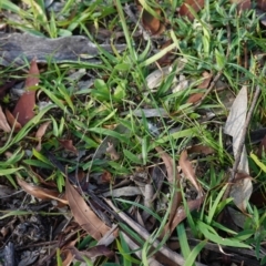 Wahlenbergia capillaris at Hughes, ACT - 14 May 2020