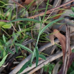 Wahlenbergia capillaris at Hughes, ACT - 14 May 2020