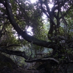 Ficus rubiginosa (Port Jackson or Rusty Fig) at Black Range, NSW - 14 May 2020 by MatthewHiggins