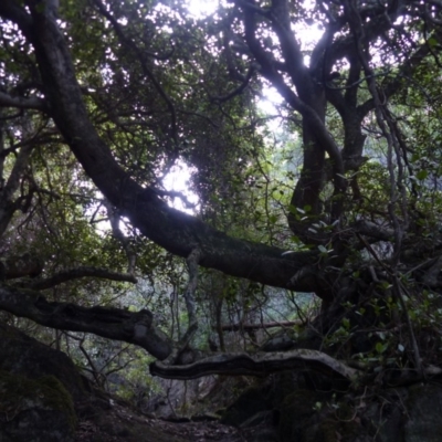 Ficus rubiginosa (Port Jackson or Rusty Fig) at Black Range, NSW - 14 May 2020 by MatthewHiggins