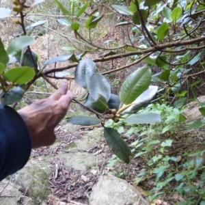 Ficus rubiginosa at Black Range, NSW - 14 May 2020