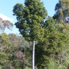 Brachychiton populneus subsp. populneus (Kurrajong) at Black Range, NSW - 14 May 2020 by MatthewHiggins