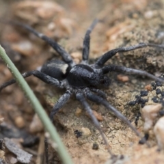 Miturgidae (family) at Michelago, NSW - 30 Mar 2019 by Illilanga