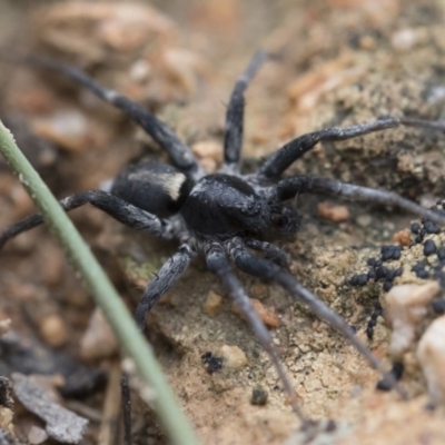Unidentified Other hunting spider at Michelago, NSW - 30 Mar 2019 by Illilanga