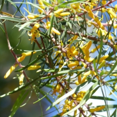 Persoonia linearis (Narrow-leaved Geebung) at Black Range, NSW - 14 May 2020 by MatthewHiggins