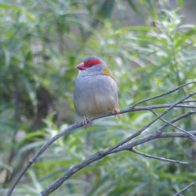 Neochmia temporalis (Red-browed Finch) at Black Range, NSW - 14 May 2020 by MatthewHiggins