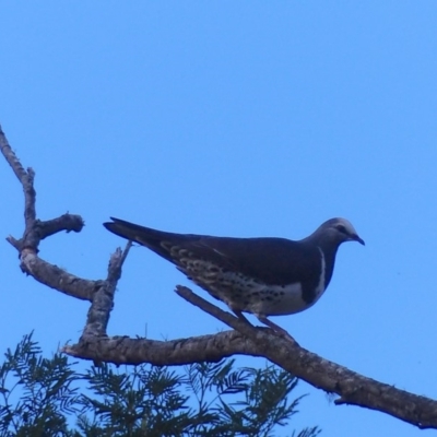 Leucosarcia melanoleuca (Wonga Pigeon) at Black Range, NSW - 14 May 2020 by MatthewHiggins