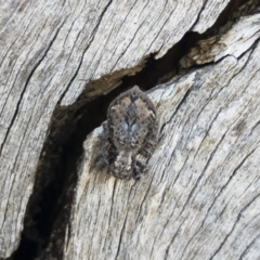 Servaea sp. (genus) (Unidentified Servaea jumping spider) at Michelago, NSW - 21 Oct 2019 by Illilanga