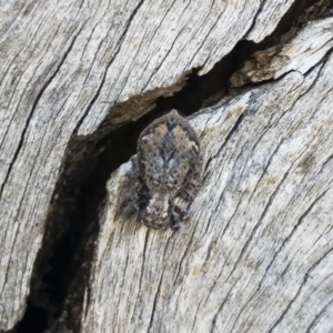 Servaea sp. (genus) at Michelago, NSW - 21 Oct 2019