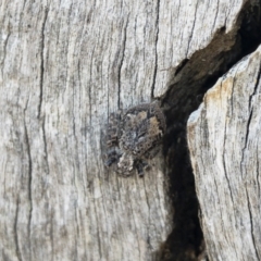 Servaea sp. (genus) at Michelago, NSW - 21 Oct 2019 12:13 PM