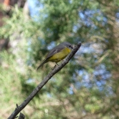 Eopsaltria australis (Eastern Yellow Robin) at Black Range, NSW - 14 May 2020 by MatthewHiggins