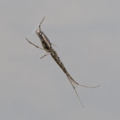 Tetragnatha sp. (genus) (Long-jawed spider) at Michelago, NSW - 17 Mar 2019 by Illilanga