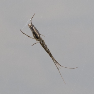 Tetragnatha sp. (genus) at Michelago, NSW - 17 Mar 2019