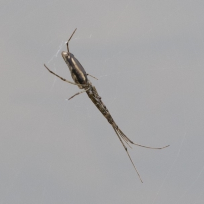 Tetragnatha sp. (genus) (Long-jawed spider) at Illilanga & Baroona - 17 Mar 2019 by Illilanga