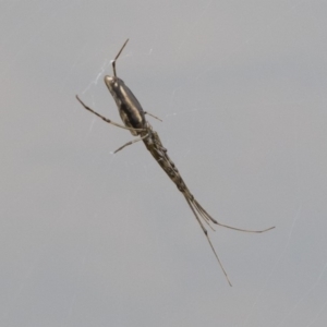 Tetragnatha sp. (genus) at Michelago, NSW - 17 Mar 2019