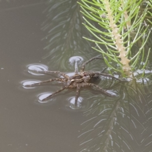 Pisauridae (family) at Michelago, NSW - 17 Mar 2019 01:05 PM