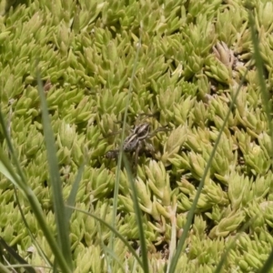 Artoriopsis sp. (genus) at Michelago, NSW - 3 Dec 2018 12:31 PM