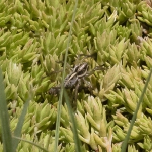 Artoriopsis sp. (genus) at Michelago, NSW - 3 Dec 2018 12:31 PM