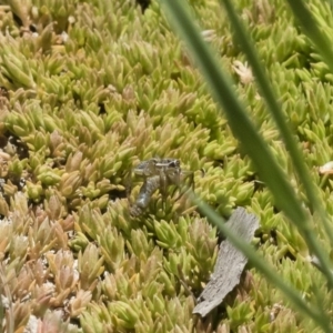 Artoriopsis sp. (genus) at Michelago, NSW - 3 Dec 2018 12:31 PM