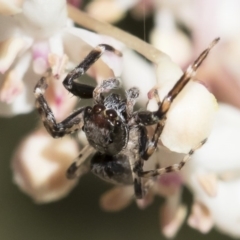 Helpis minitabunda (Threatening jumping spider) at Michelago, NSW - 28 Oct 2018 by Illilanga