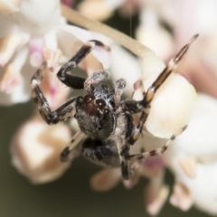 Helpis minitabunda (Threatening jumping spider) at Illilanga & Baroona - 28 Oct 2018 by Illilanga