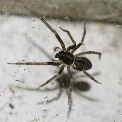 Badumna sp. (genus) (Lattice-web spider) at Michelago, NSW - 2 Oct 2018 by Illilanga