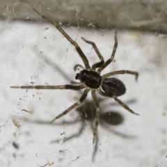 Badumna sp. (genus) (Lattice-web spider) at Illilanga & Baroona - 2 Oct 2018 by Illilanga