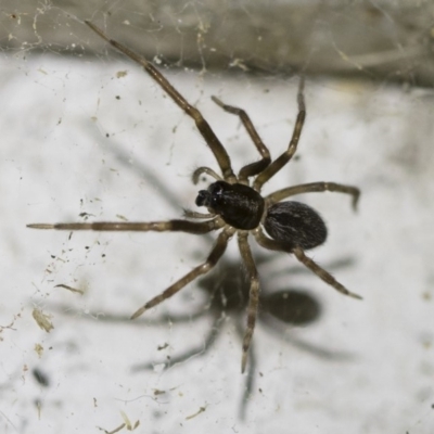 Badumna sp. (genus) (Lattice-web spider) at Illilanga & Baroona - 2 Oct 2018 by Illilanga
