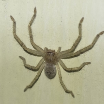 Sparassidae (family) (A Huntsman Spider) at Illilanga & Baroona - 2 Oct 2018 by Illilanga