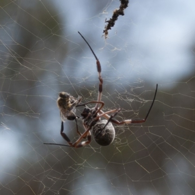 Trichonephila edulis (Golden orb weaver) at Illilanga & Baroona - 14 Apr 2013 by Illilanga